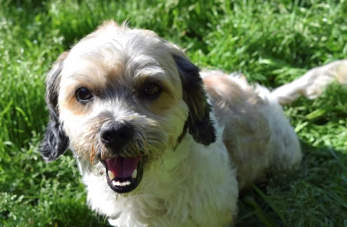 GABIN, male 5yo Yorkshire Terrier for adoption at SPA Pornic, Pornic