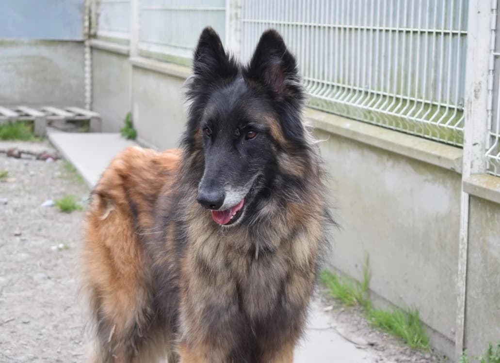 TUWAN, male 3yo Belgian Tervuren for adoption at SPA Pornic, Pornic