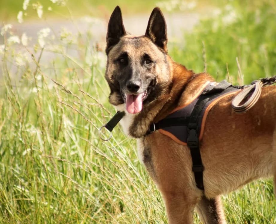 SULTAN, male 4yo Belgian Malinois for adoption at SPA Pornic, Pornic