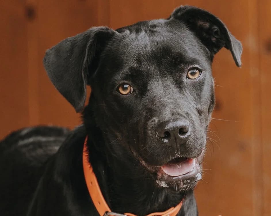 PIOU, female Labrador Retriever for adoption at SPA Pornic, Pornic