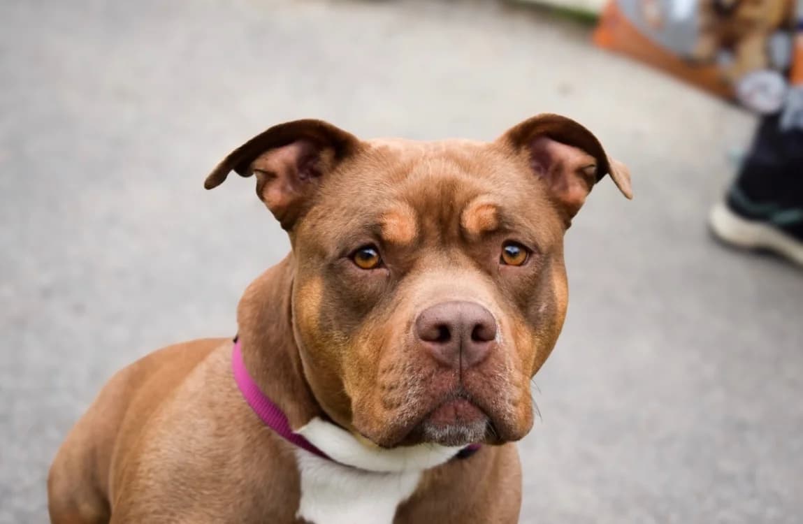 SAM, American Bully (Gerhard Cramer))