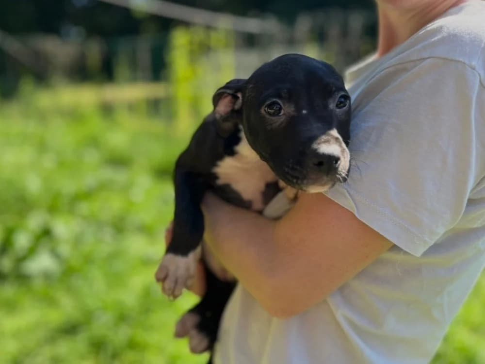 Baya, female Mixed Breed for adoption at SPA Vitré, Vitre