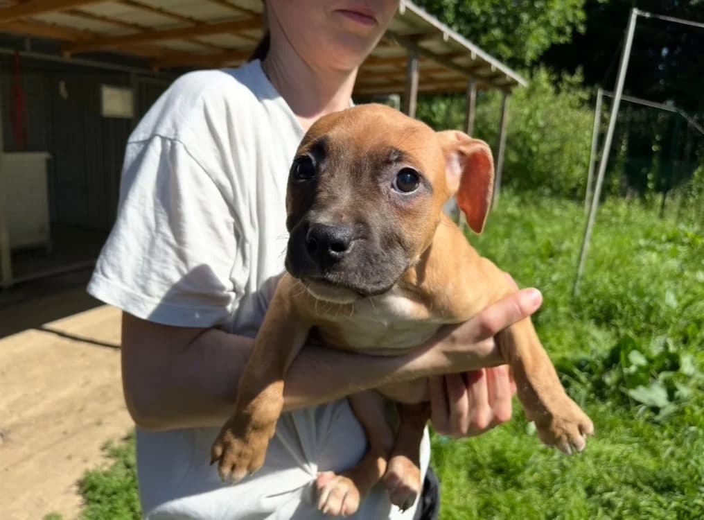 BANANA, Mixed Breed (SPA Cholet)