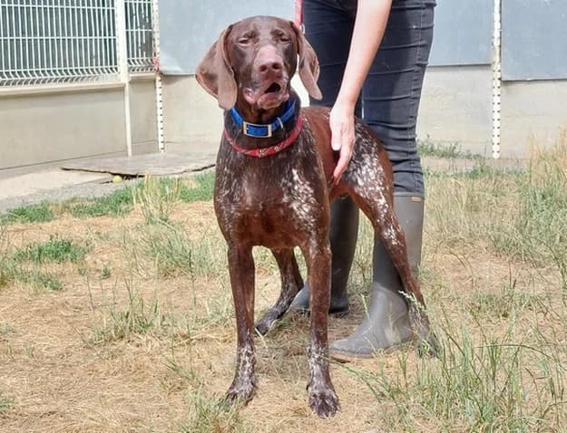 BALOO, male 7yo Pointer for adoption at SPA Pornic, Pornic