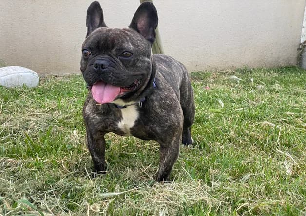 ULI, male young French Bulldog for adoption at SPA Pornic, Pornic
