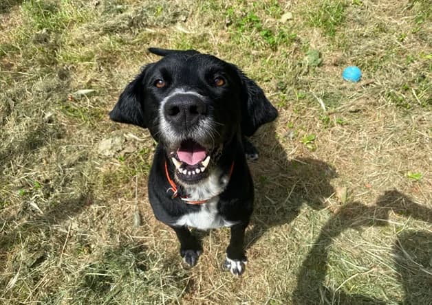 FLYNT, male senior Labrador Retriever for adoption at SPA Pornic, Pornic