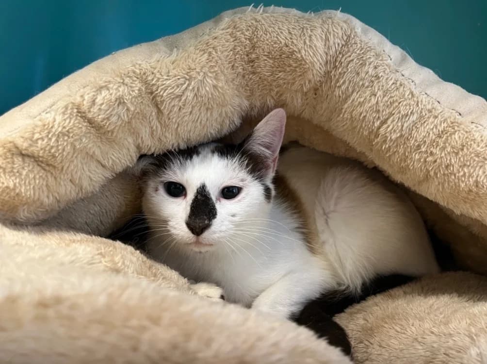 KOALA, female Mixed Breed for adoption at SPA Pornic, Pornic