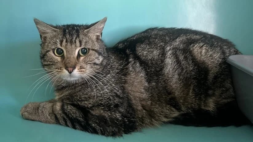 Marcel, male 3yo Mixed Breed for adoption at SPA Pornic, Pornic