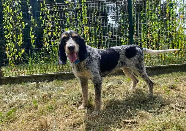 GIA, female 7yo mixed breed for adoption at SPA Pornic, Pornic