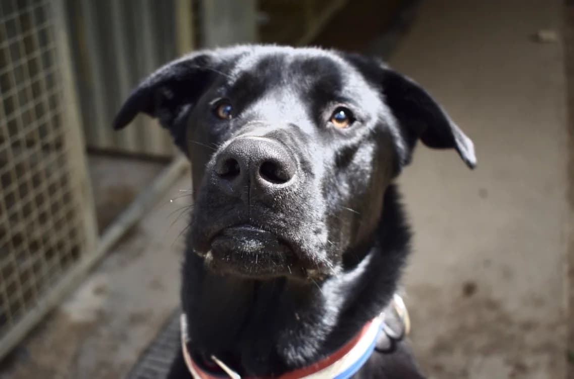 ARKANN, male young Cane Corso for adoption at SPA Pornic, Pornic