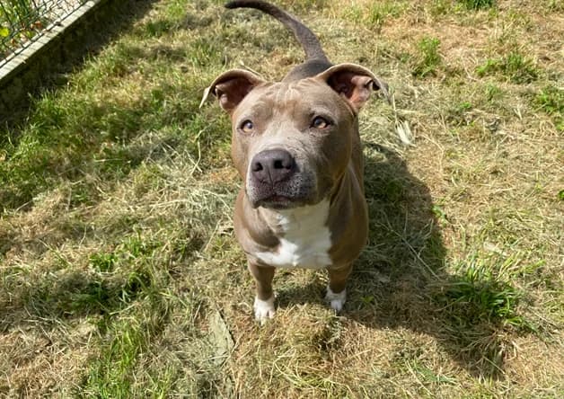ELY, female 3yo mixed breed for adoption at SPA Pornic, Pornic