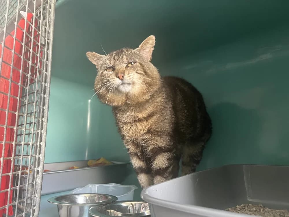 SIMBA, male 6yo Mixed Breed for adoption at SPA Pornic, Pornic