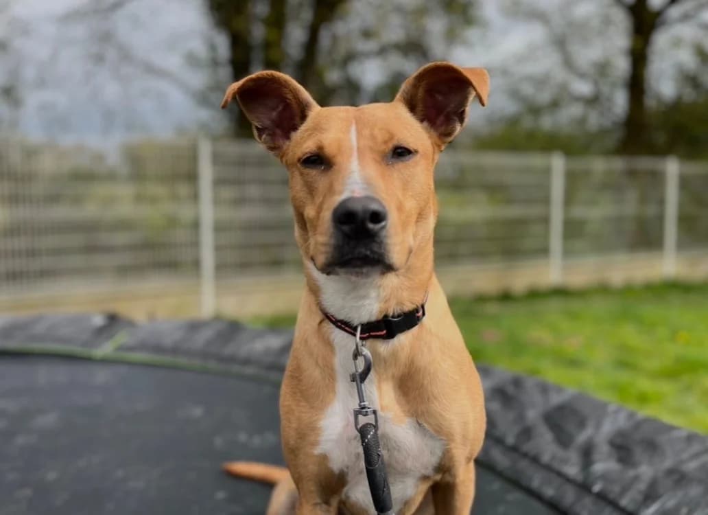 ICE, female young Staffordshire Bull Terrier for adoption at SPA Pornic, Pornic