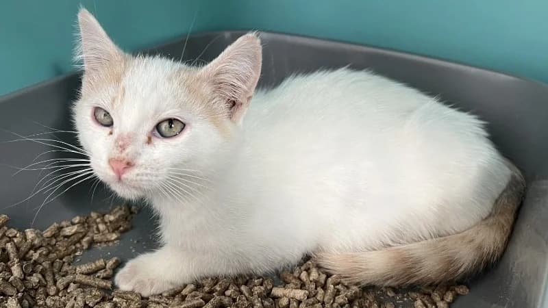 TIC, female mixed breed for adoption at SPA Pornic, Pornic