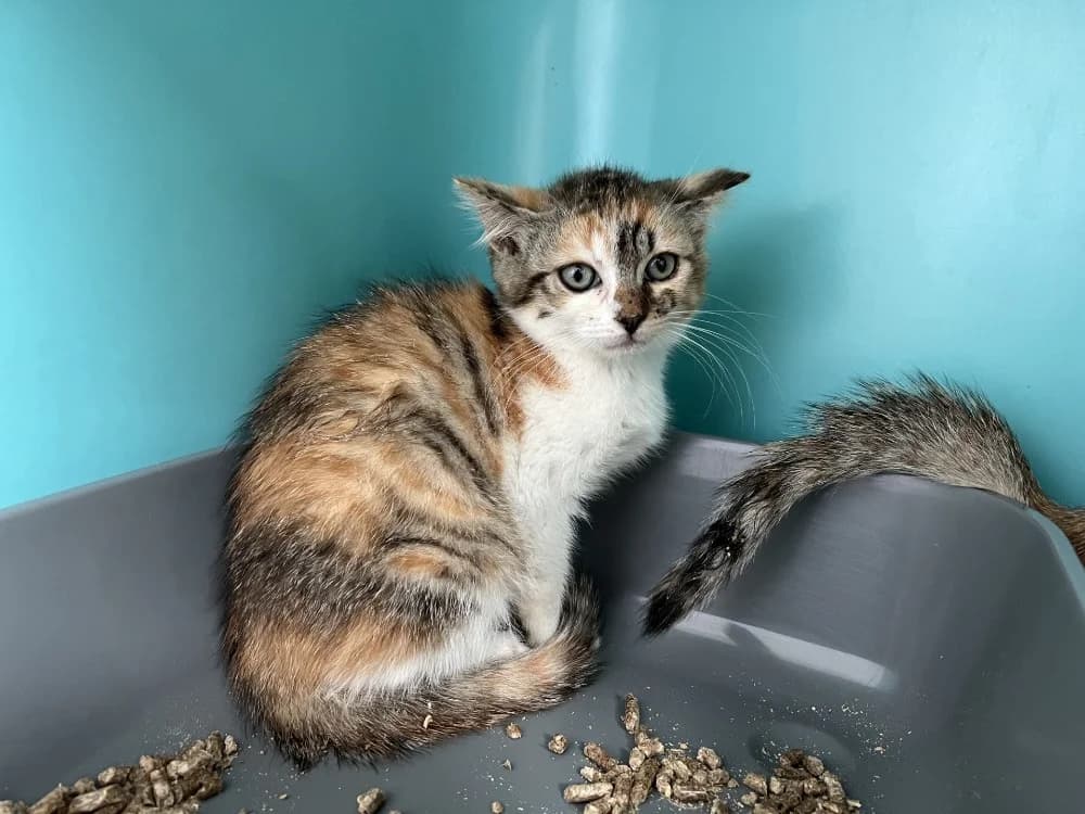 BOOMY, female Mixed Breed for adoption at SPA Pornic, Pornic