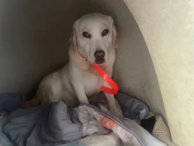 ULTRA BELLE, female young Labrador Retriever for adoption at SPA Pornic, Pornic