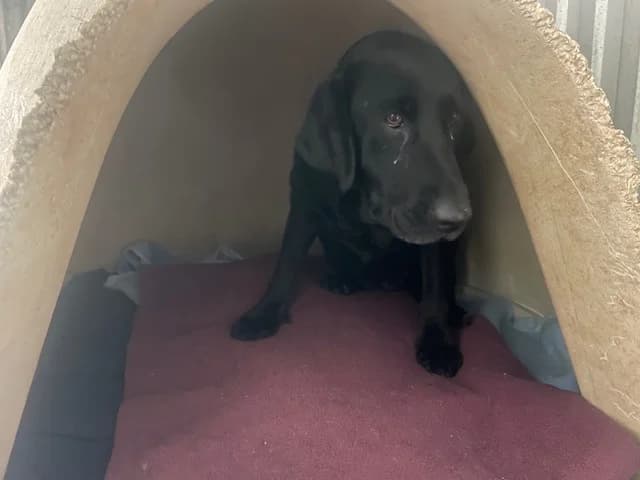ROSA, female 5yo Labrador Retriever for adoption at SPA Pornic, Pornic
