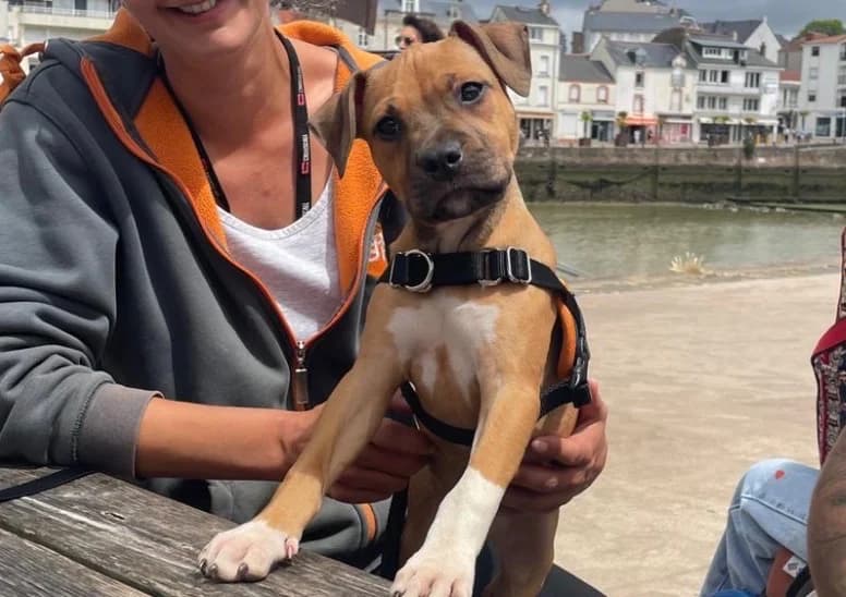 BORA, female Mixed Breed for adoption at SPA Pornic, Pornic