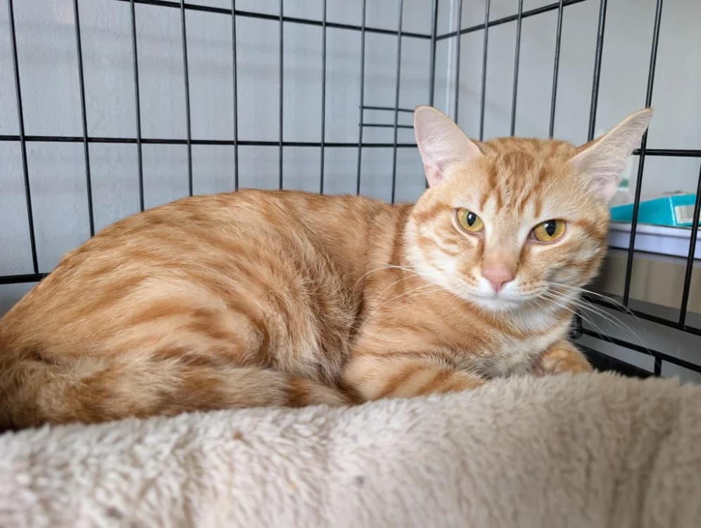 NARCISSE, male Mixed Breed for adoption at SPA Pornic, Pornic
