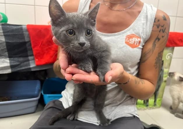 BARBOUILLE, male Mixed Breed for adoption at SPA Pornic, Pornic