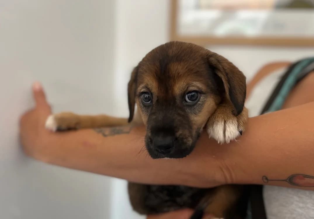 CAMILLE, female puppy Cane Corso for adoption at SPA Pornic, Pornic