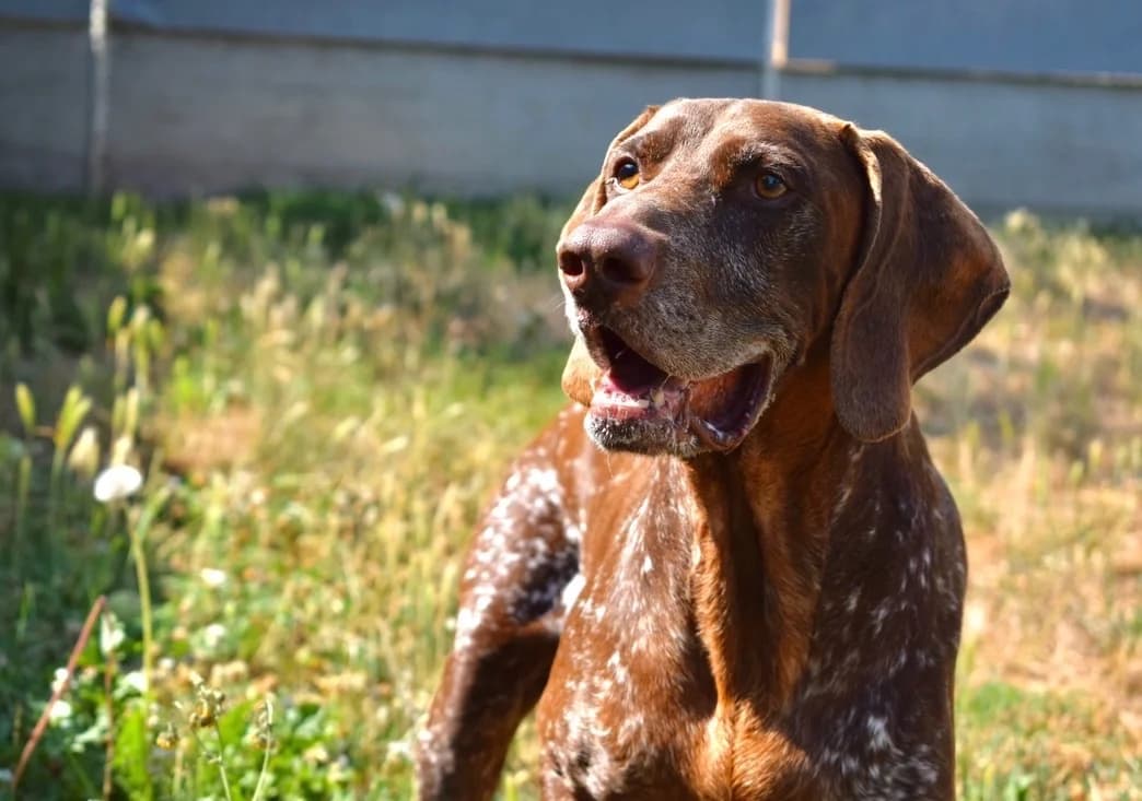 BALOO, male 7yo Pointer for adoption at SPA Pornic, Pornic