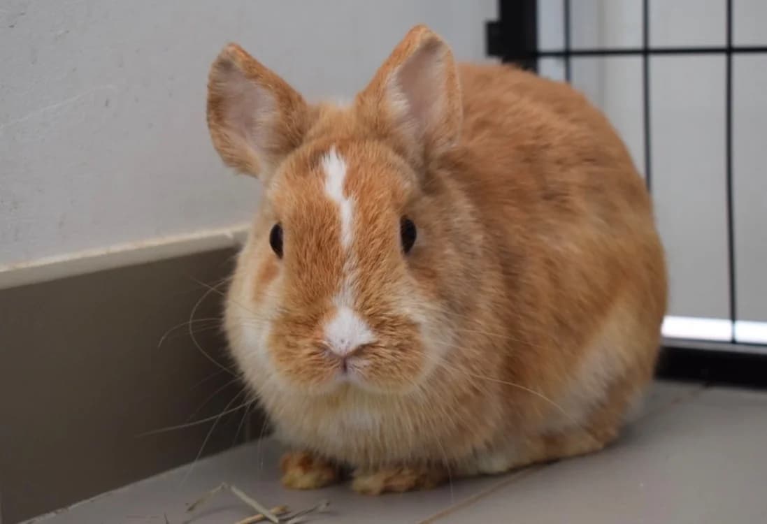 TULIPE, female young Mixed Breed for adoption at SPA Pornic, Pornic