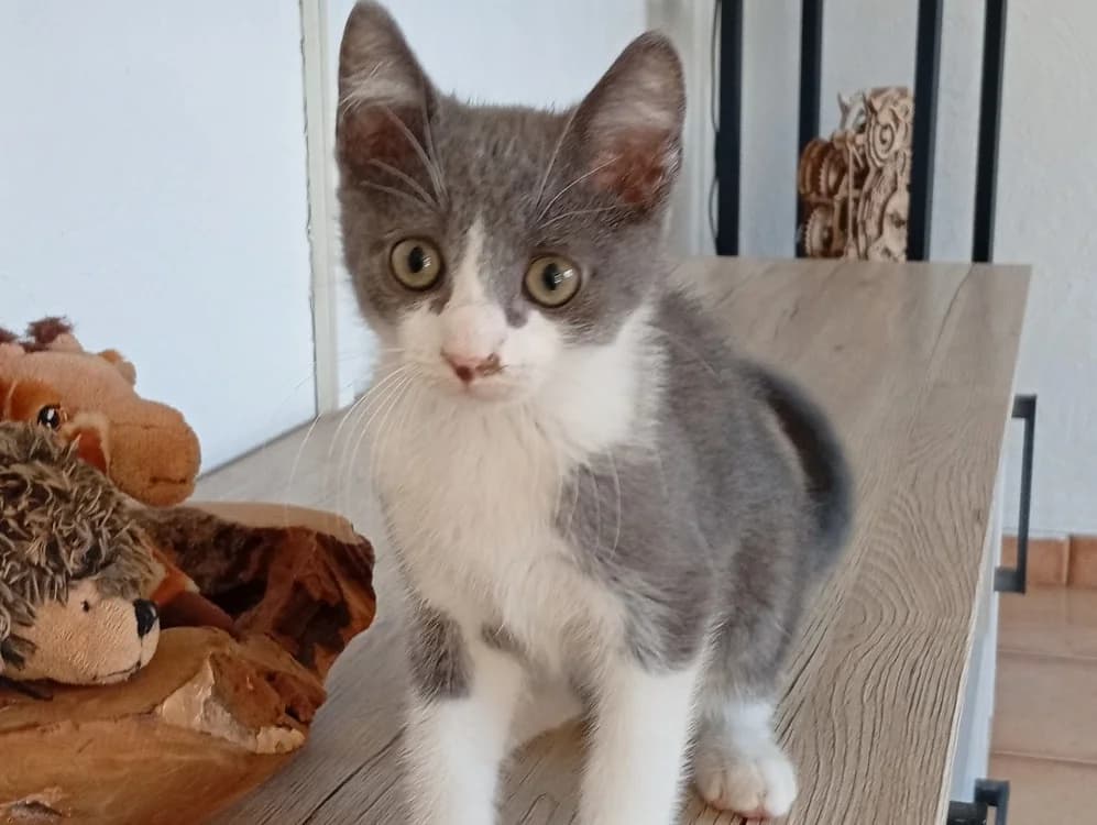 TERRY, male Mixed Breed for adoption at SPA Pornic, Pornic