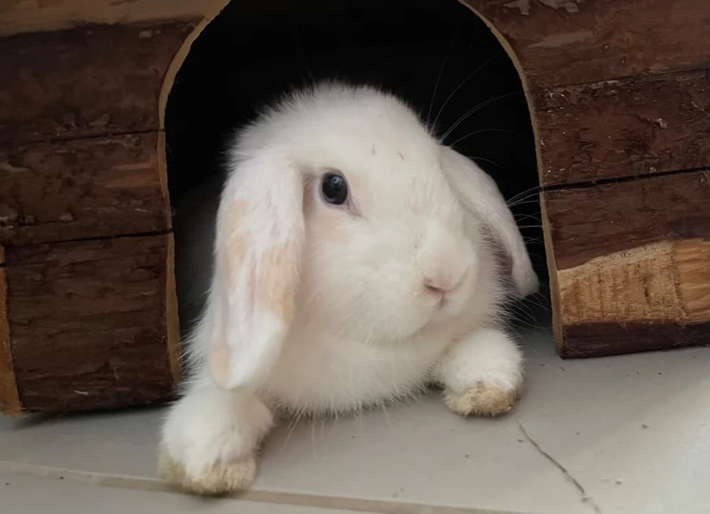 Marguerite, female Mixed Breed for adoption at SPA Pornic, Pornic