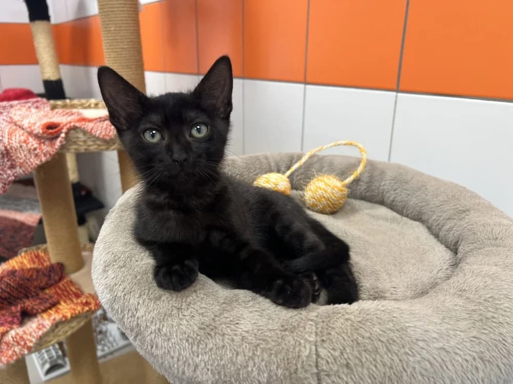 Luciano, male Mixed Breed for adoption at SPA Pornic, Pornic