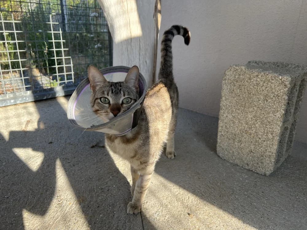 PEACH, male young mixed breed for adoption at SPA Pornic, Pornic