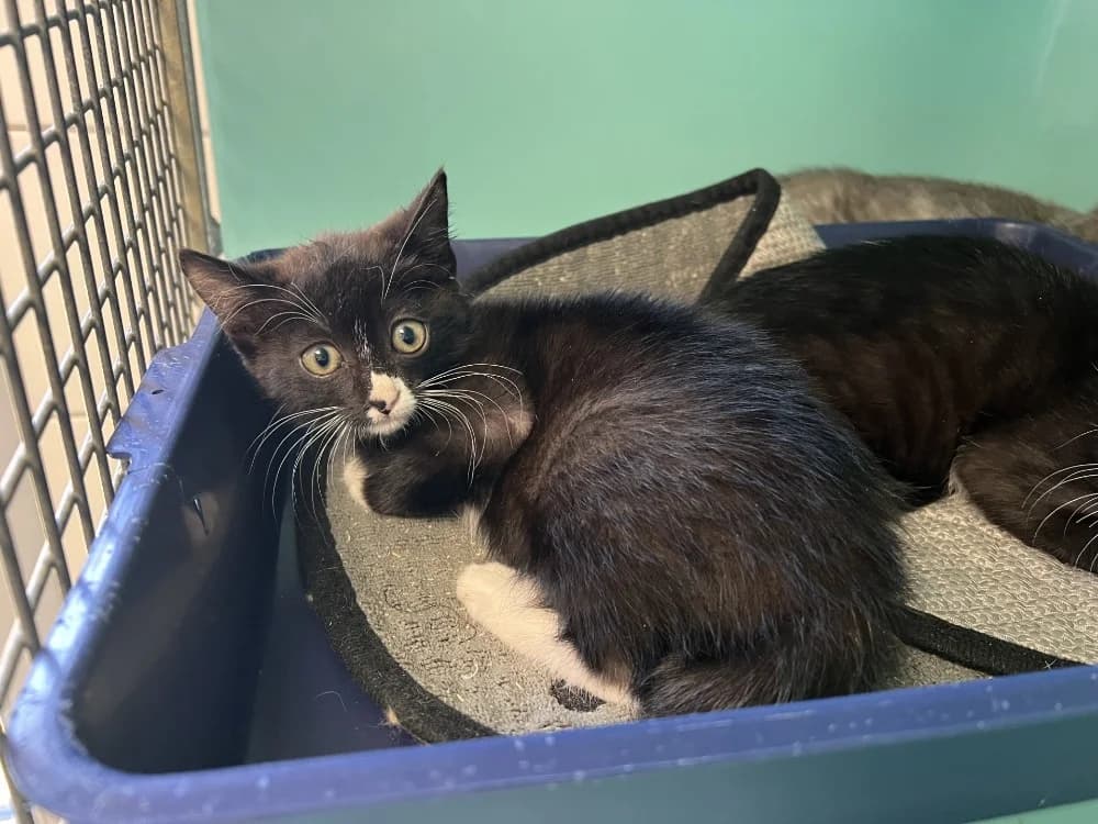 FAJITAS, female Mixed Breed for adoption at SPA Pornic, Pornic