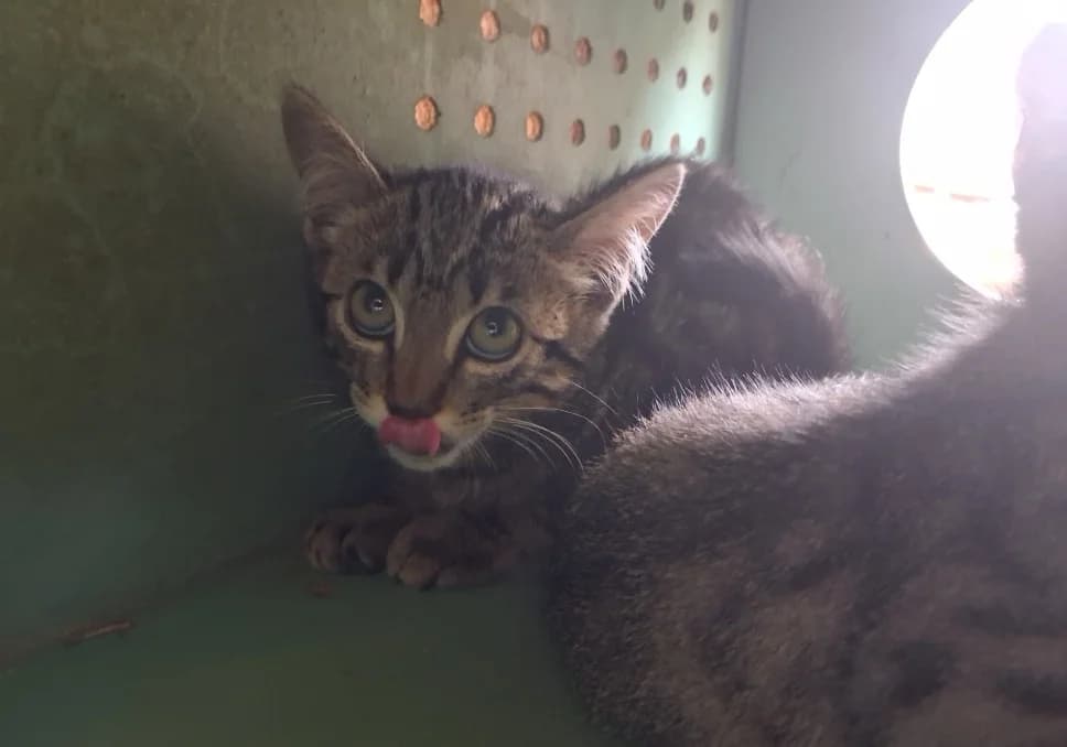 PICOUIC, male Mixed Breed for adoption at SPA Pornic, Pornic