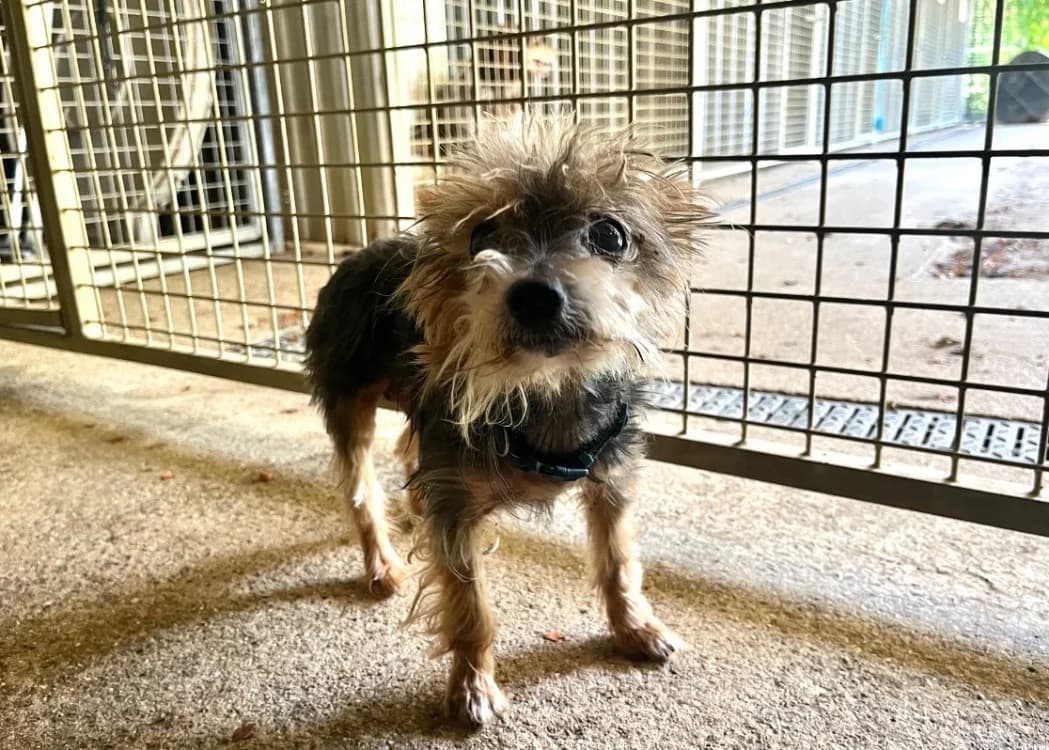 Gibbs, male Yorkshire Terrier for adoption at SPA Draguignan (Flayosc), Draguignan