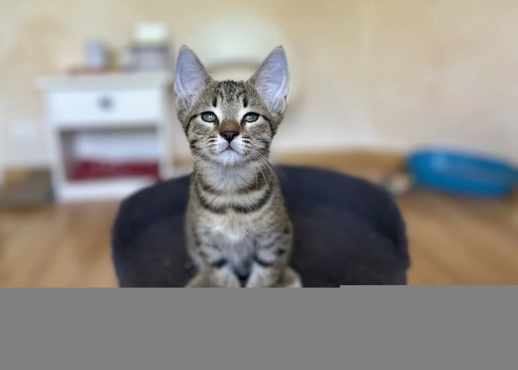 BERLIOZ, Mixed Breed (SPA Inzinzac-Lochrist)