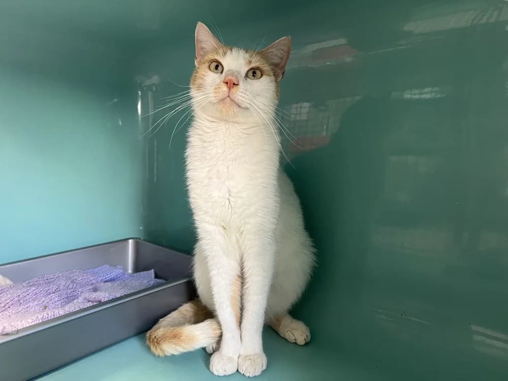 bisou, male 6yo mixed breed for adoption at SPA Pornic, Pornic