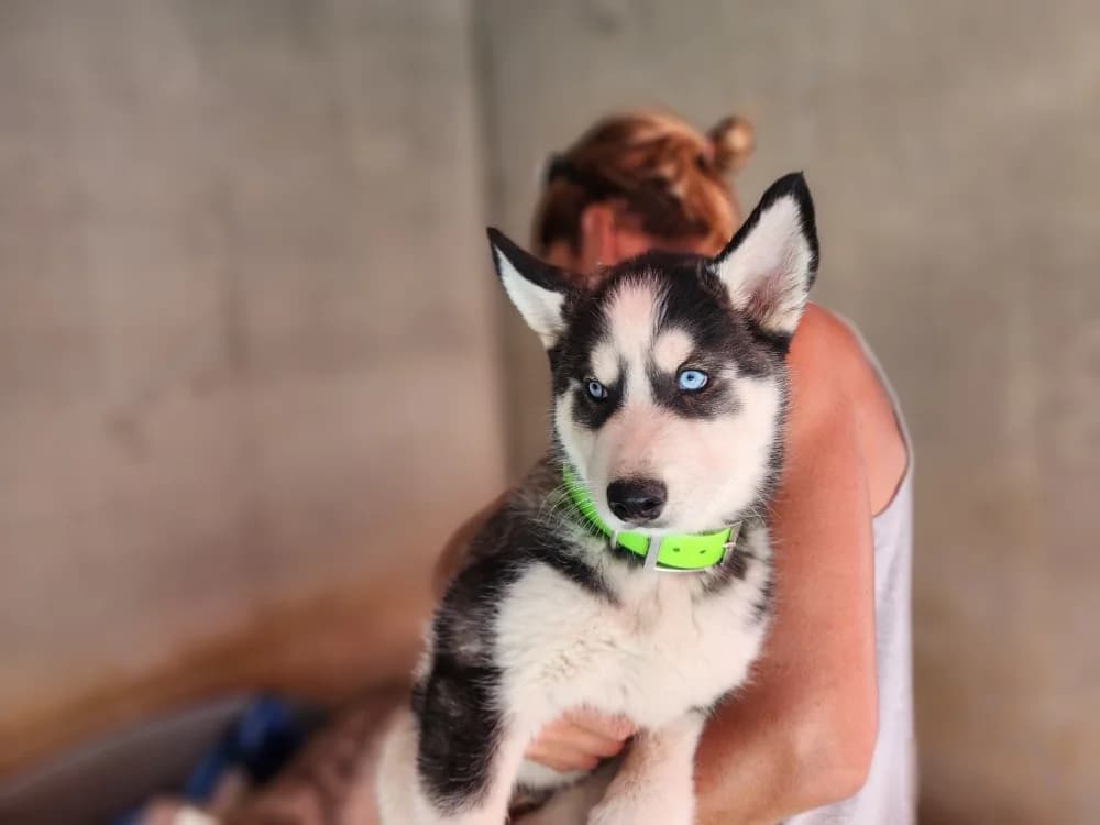 TEO, Husky (SPA Saint-Omer)