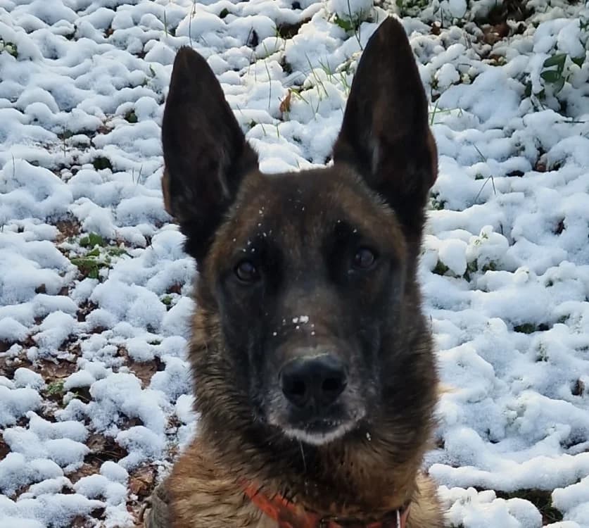 STANI, female 5yo Belgian Malinois for adoption at SPA Pornic, Pornic