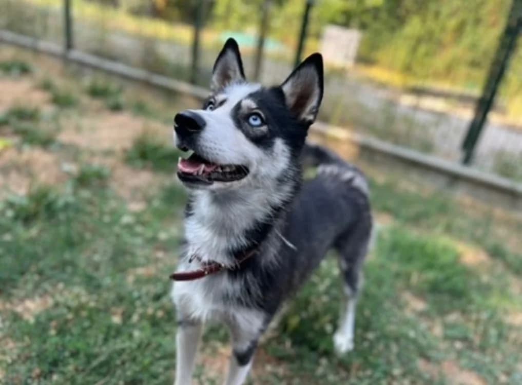 TINA, female young Border Collie for adoption at SPA Pornic, Pornic
