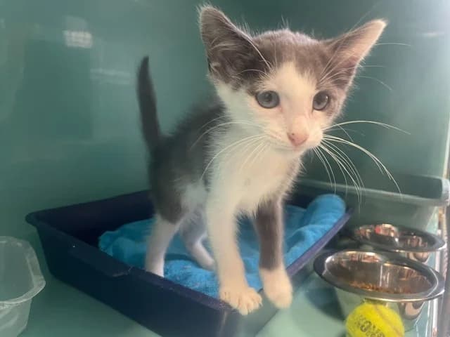 MOUSTIQUE, Mixed Breed (SPA Pornic)
