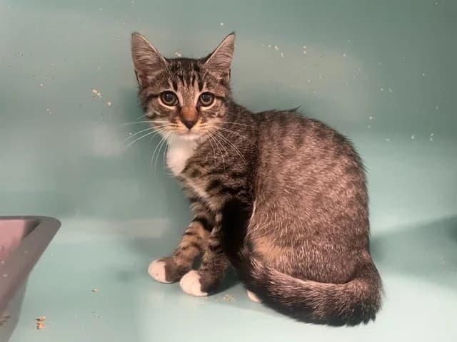 PRALINETTE, female Mixed Breed for adoption at SPA Pornic, Pornic