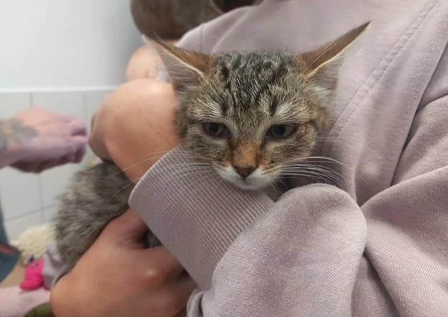 DORMEUSE, female young Mixed Breed for adoption at SPA Pornic, Pornic