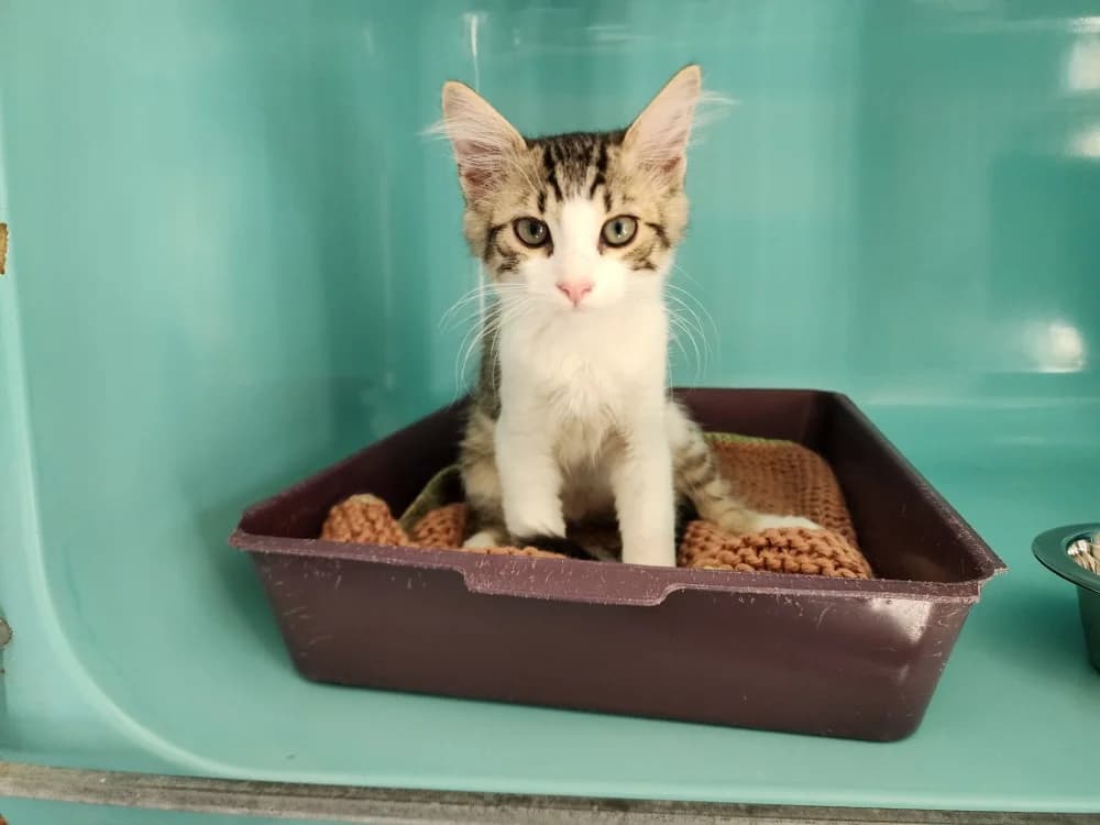 flash, male Mixed Breed for adoption at SPA Pornic, Pornic