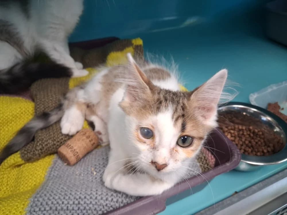 CAPUCINO, male Mixed Breed for adoption at SPA Pornic, Pornic
