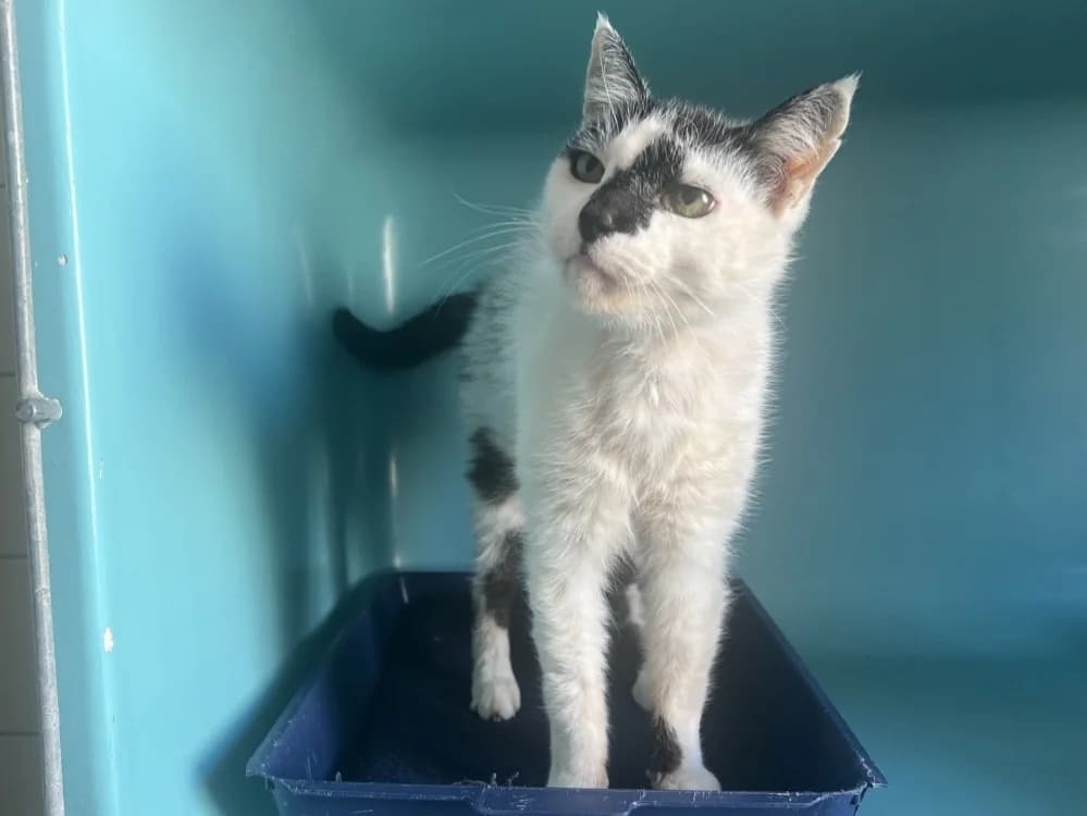 KEVIN, male senior Mixed Breed for adoption at SPA Pornic, Pornic