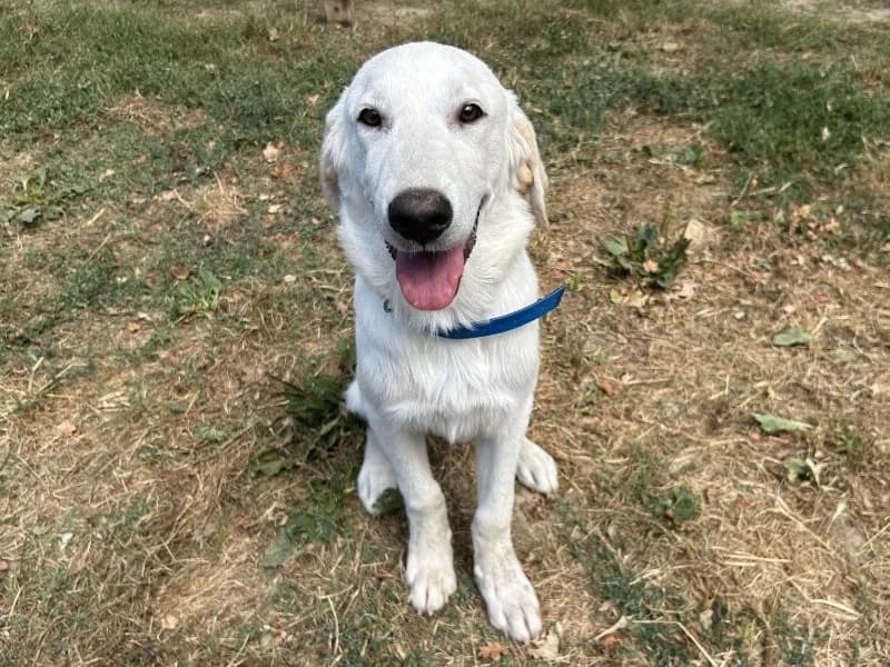 Cachou, male puppy Golden Retriever for adoption at SPA Pornic, Pornic