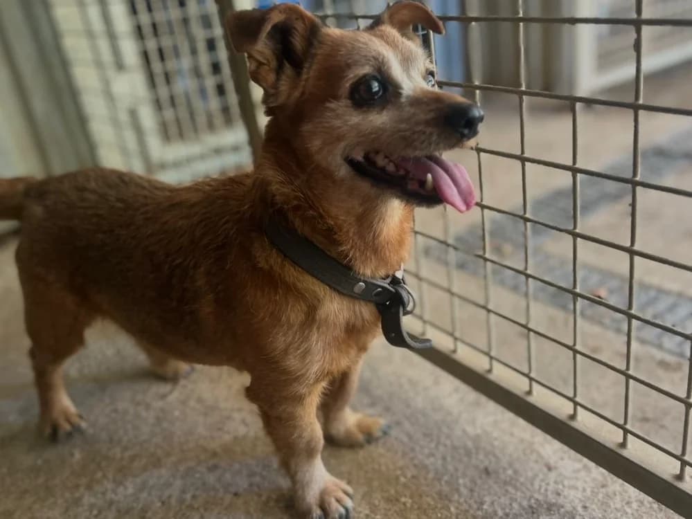 dicky, male senior Dachshund for adoption at SPA Pornic, Pornic