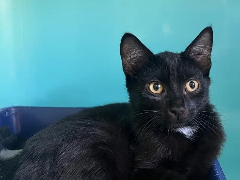 BROOKIE, male Mixed Breed for adoption at SPA Pornic, Pornic