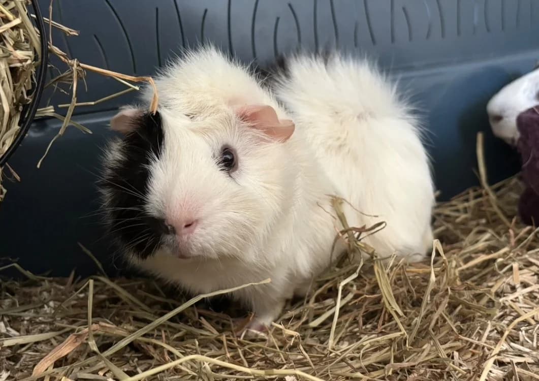 CONFITURE, male senior Mixed Breed for adoption at SPA Pornic, Pornic