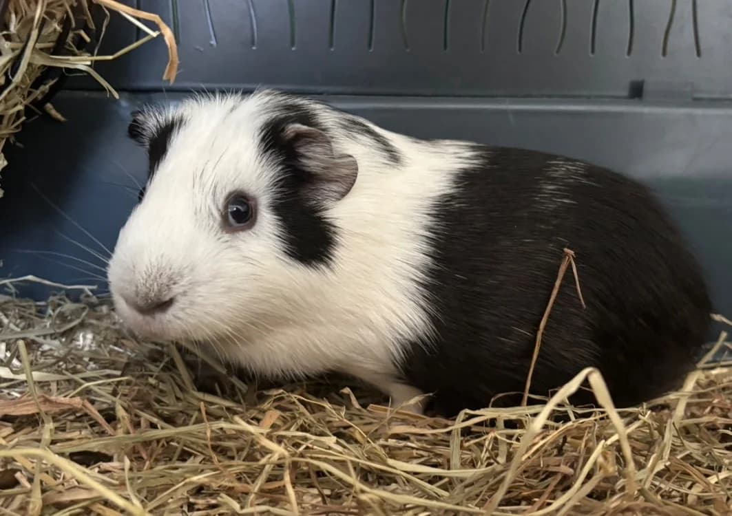 COMPOTE, male young Mixed Breed for adoption at SPA Pornic, Pornic